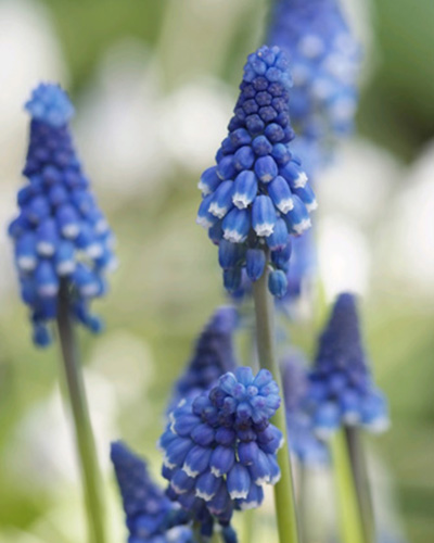 Muscari Superstar.jpg